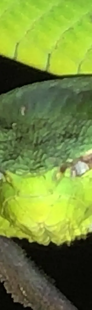 Tierische Besucherin beim Bungalow